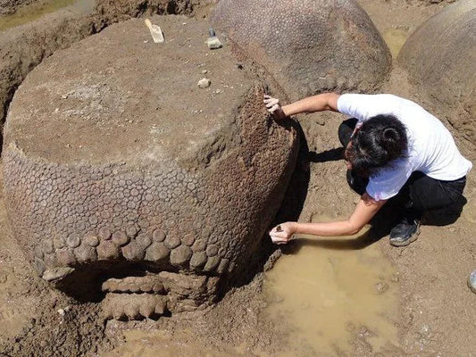 Argentina Discovery: 20,000-Year-Old Glyptodons Found