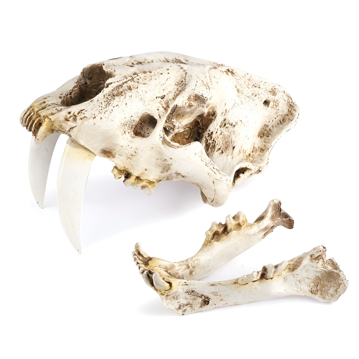 Smilodon Skull Model Resin Replica for Home Office Display Decoration Aquarium Decorative Craft