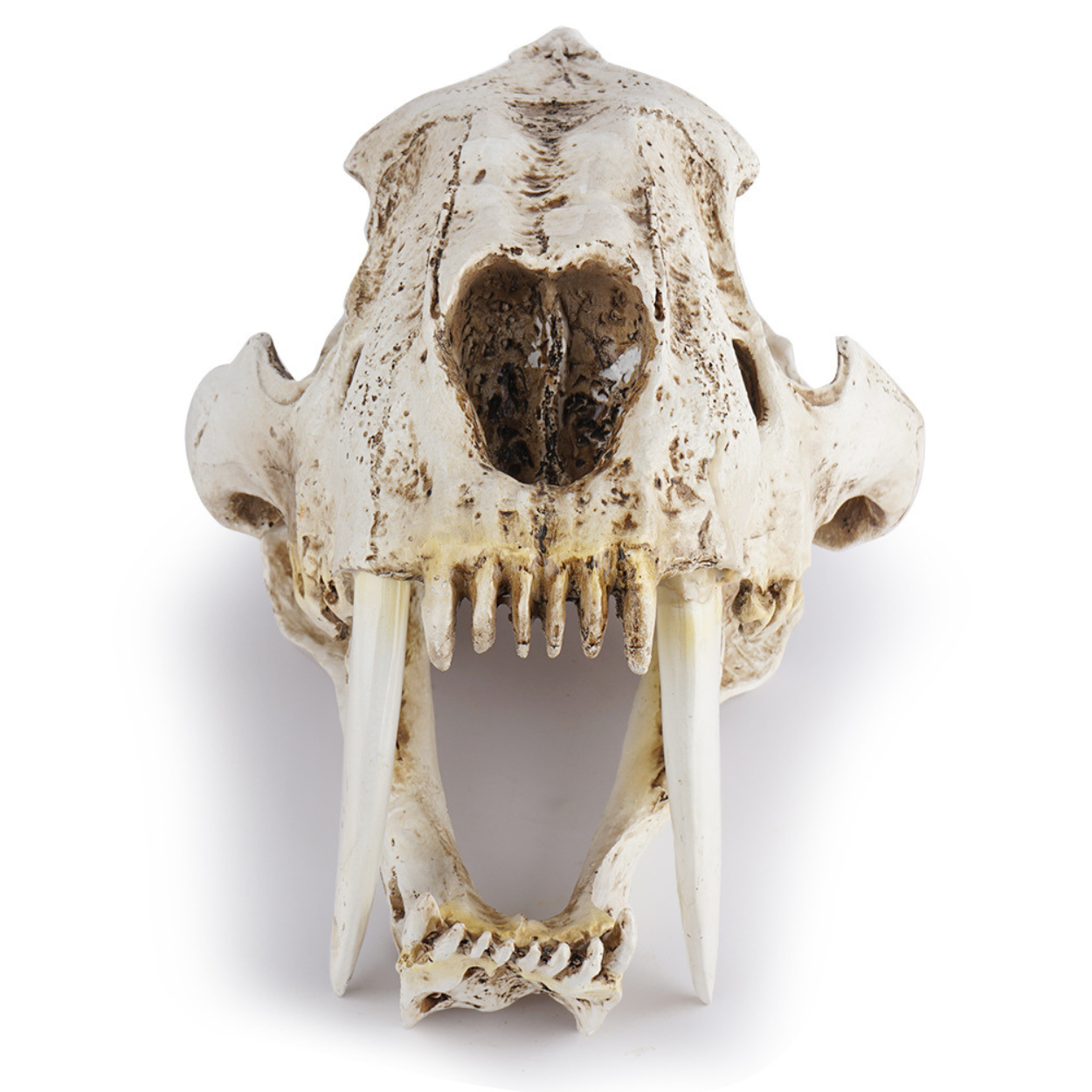 Smilodon Skull Model Resin Replica for Home Office Display Decoration Aquarium Decorative Craft