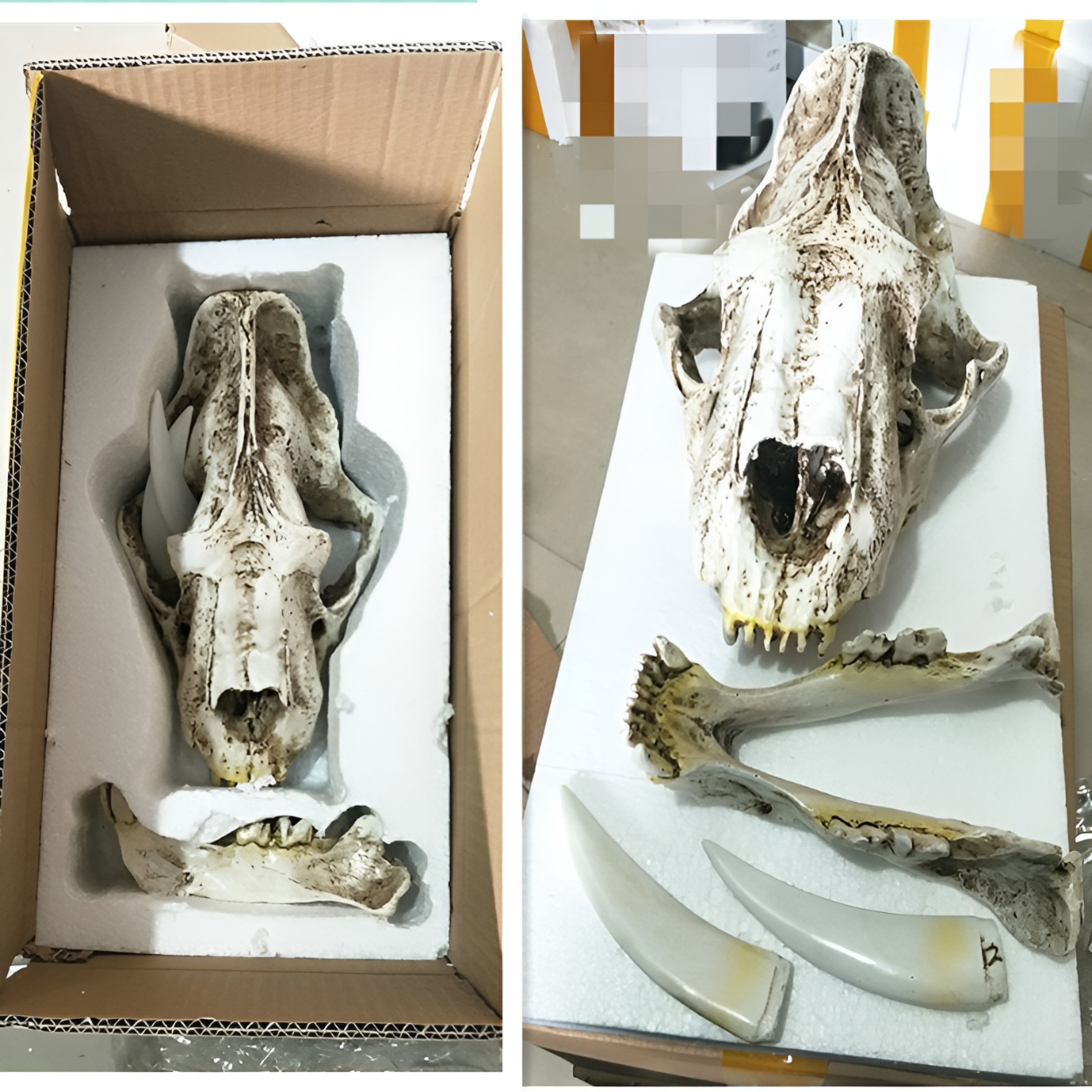 Smilodon Skull Model Resin Replica for Home Office Display Decoration Aquarium Decorative Craft