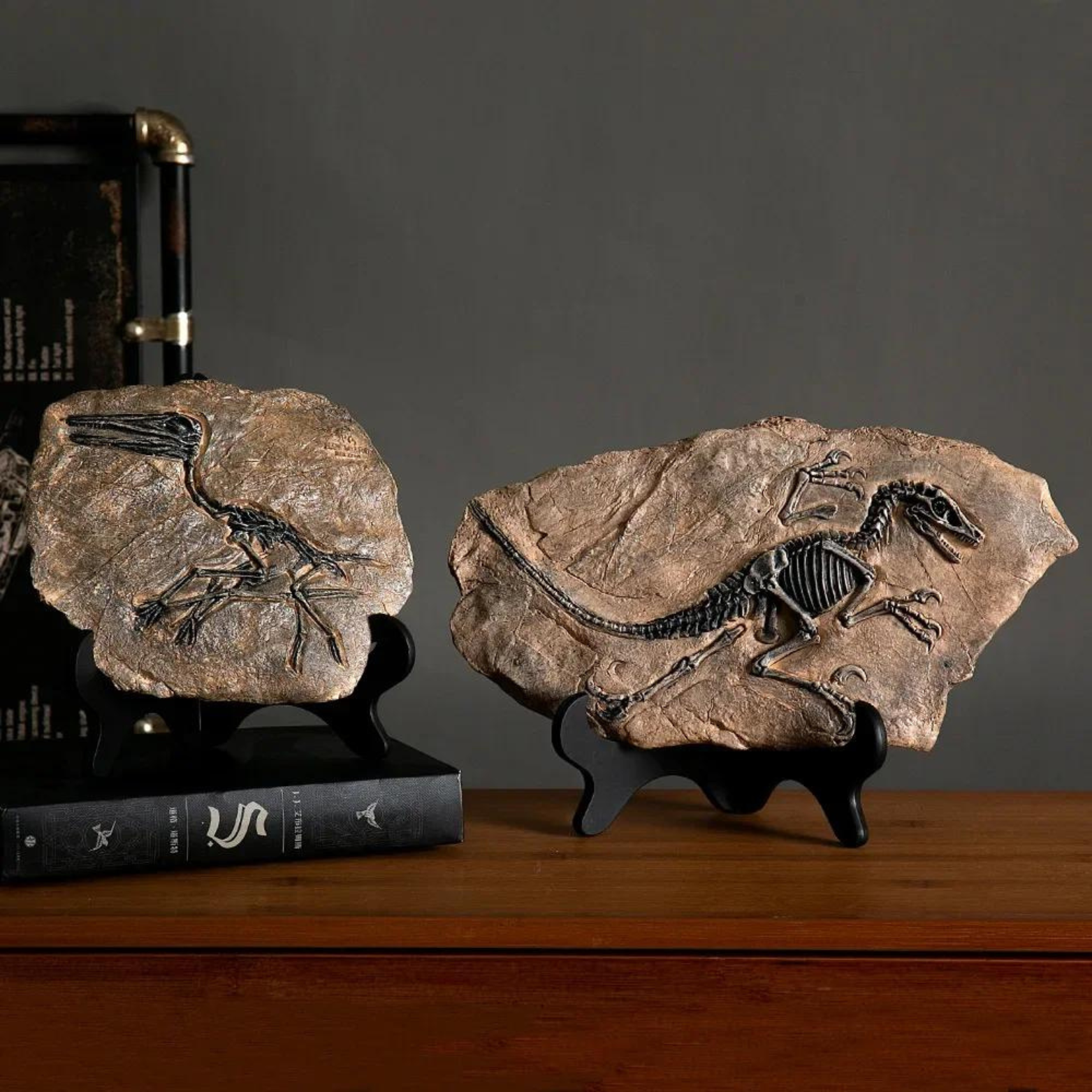 Buy Dinosaur Decorations Fossil Online